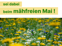 Mühlacker macht mit beim „Mähfreien Mai“ 2025