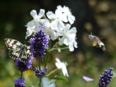 Stadt Mühlacker unterstützt die Aktion „No-Mow-May“ (Mähfreier Mai) und fördert somit die Artenvielfalt und Biodiversität im Stadtgebiet
