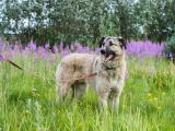 Information: Rentnerinnen und Rentner sind in Mühlacker nicht von der Hundesteuer befreit.