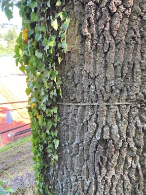 Stahlseil schnürrt Baum ein. 